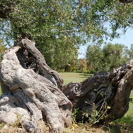 Scalilla - L'agriturismo Melendugno
